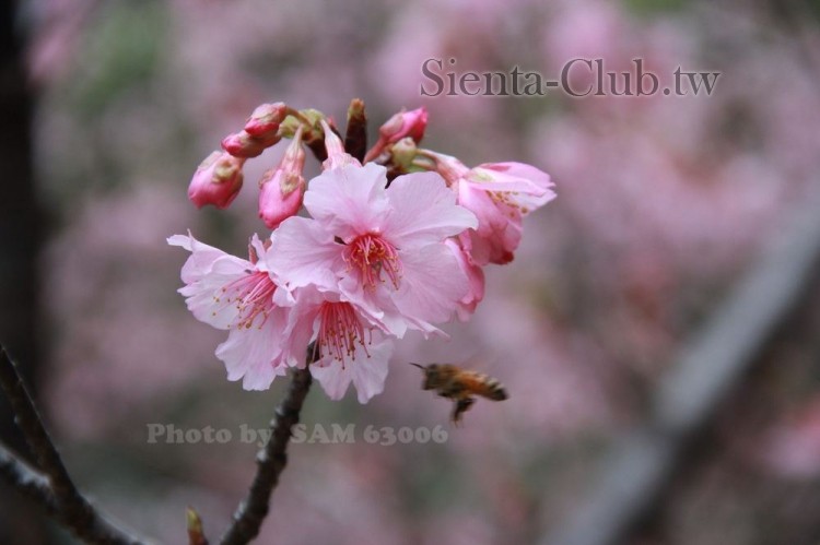 20170303_112650_新竹_新竹公園.JPG