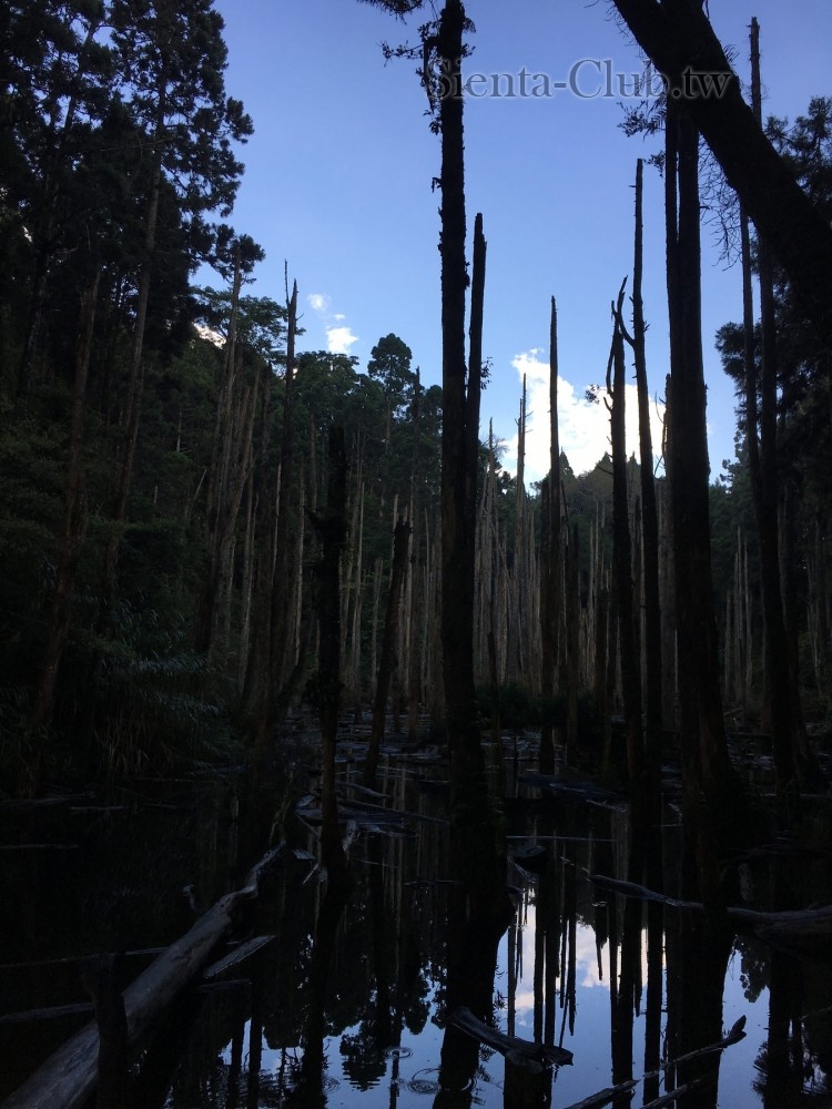 ____南投_竹山_忘憂森林.JPG