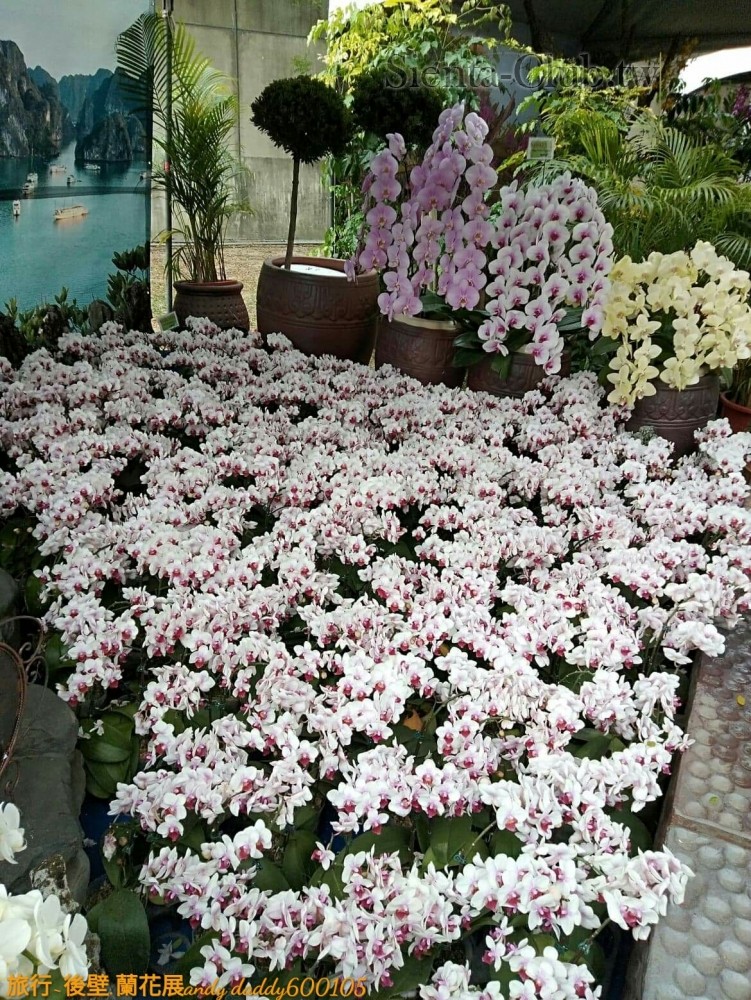 received_260043564908218.jpg